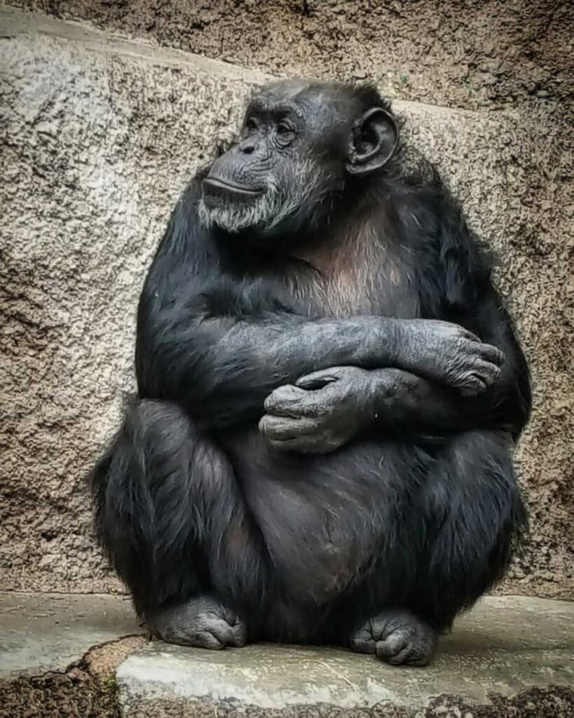 CECILIA chimpance