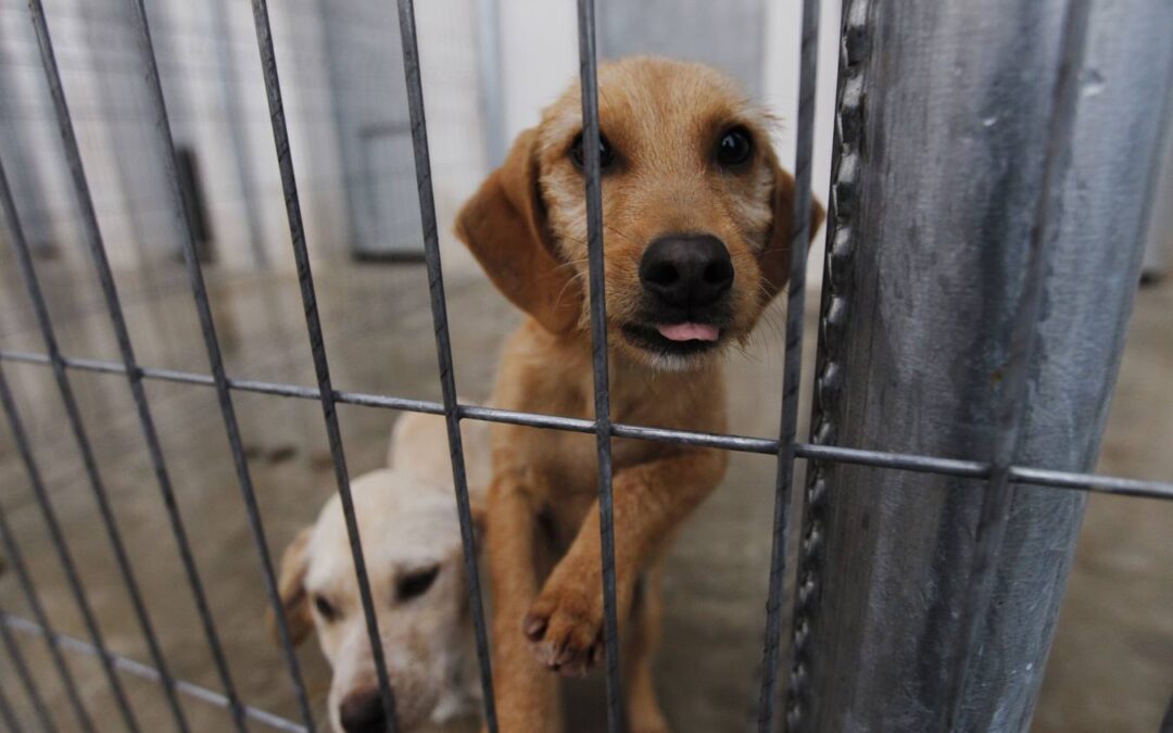 Ribó veta a las protectoras para ocuparse de la recogida de animales abandonados en Valencia