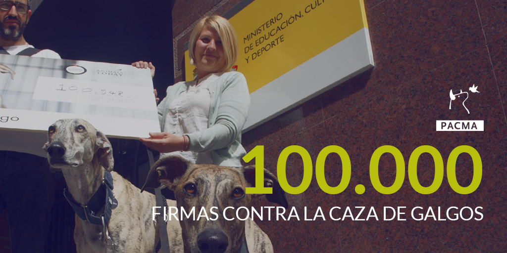 100.000 firmas holandesas piden el fin de la caza con galgo en España