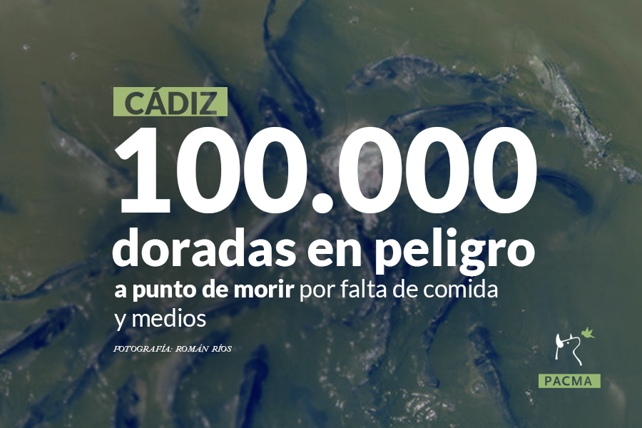 Cien mil doradas sin comida ni oxígeno en Cádiz