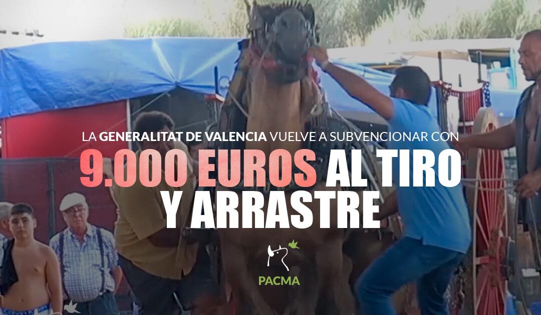 El Gobierno Valenciano vuelve a destinar 9.000 euros al Tiro y Arrastre