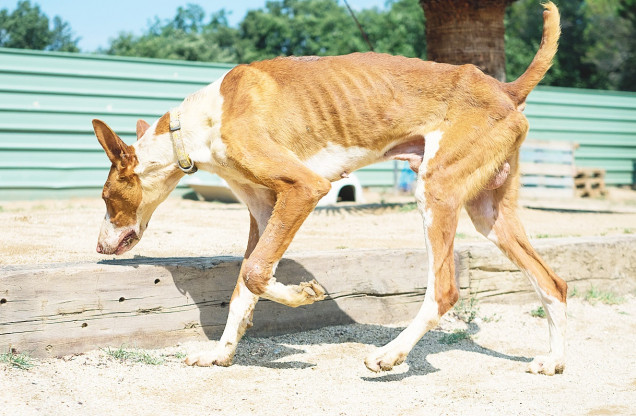 práctica apodo Besugo Rescatados al borde de la muerte 39 perros en manos de un cazador – Partido  Animalista – PACMA