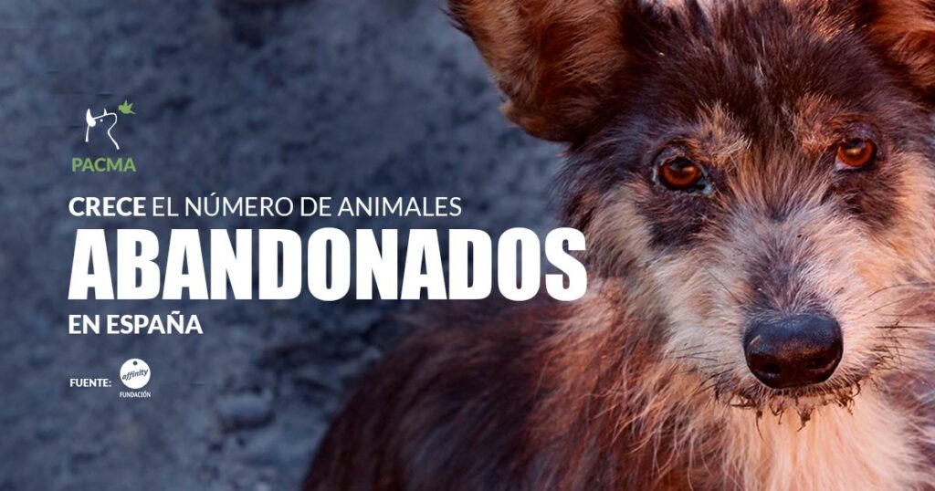 error Maligno Fraude Crece el número de animales abandonados en España – Partido Animalista –  PACMA