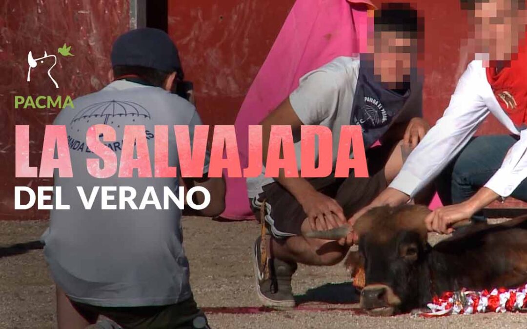 PACMA denuncia una brutal tortura de becerros en San Rafael (Segovia)