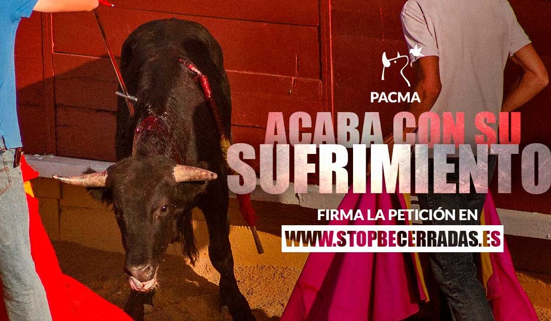 PACMA documenta una nueva y cruel becerrada, en Vinuesa (Soria)
