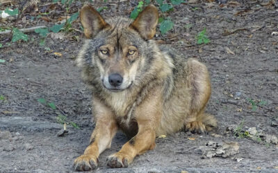 PACMA denuncia en un vídeo que la empresa que realizó el censo del lobo en Castilla y León cobró 2 millones de euros en contratos públicos desde 2018