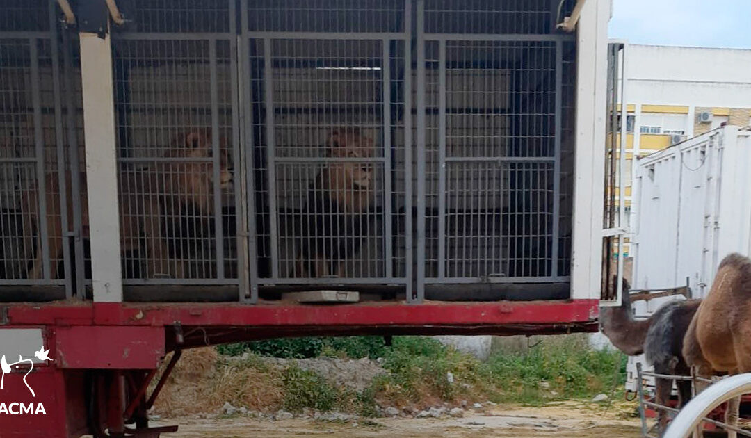 Tigres, leones y osos encerrados en un remolque en Cabra (Córdoba)
