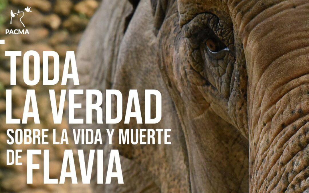 Toda la verdad sobre la vida y muerte de Flavia, la elefanta más triste del mundo