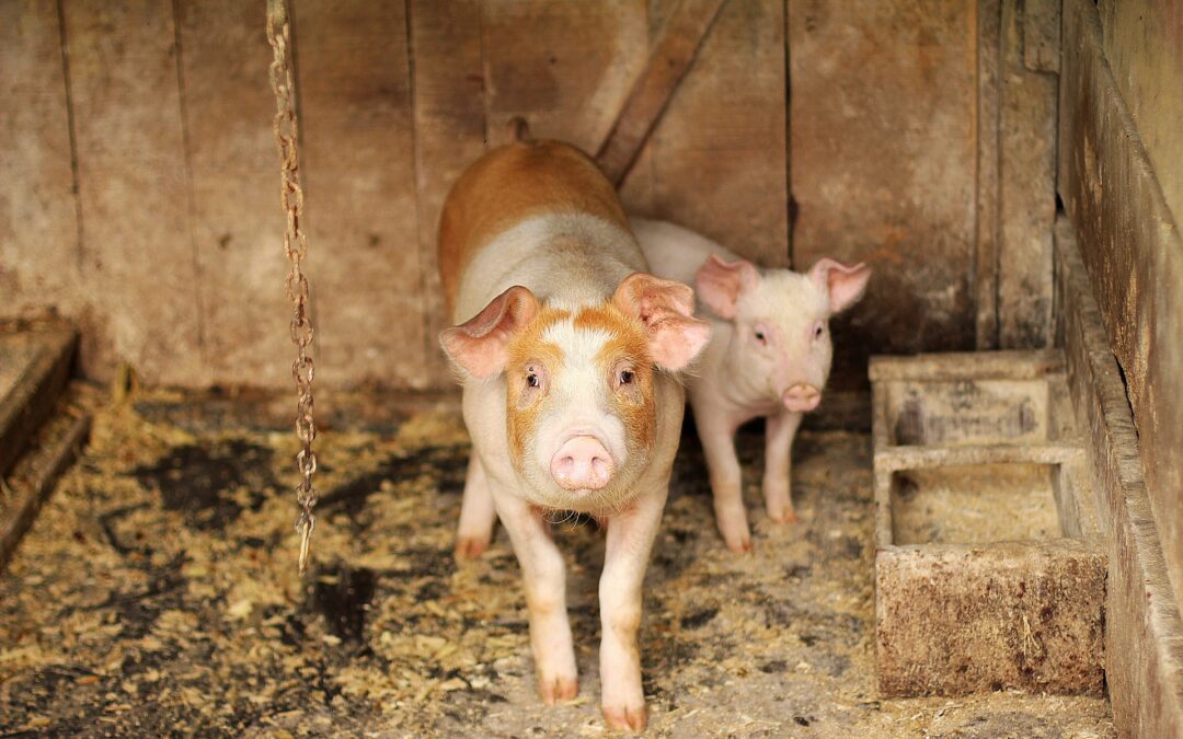 PACMA logra suspender el concurso del ‘cerdo engrasado’ en Palazuelos de la Sierra (Burgos)