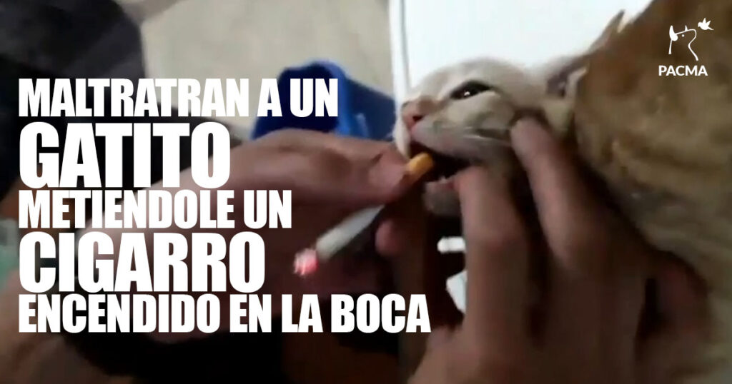 Maltratan a un gatito introduciéndole un cigarrillo encendido en la boca
