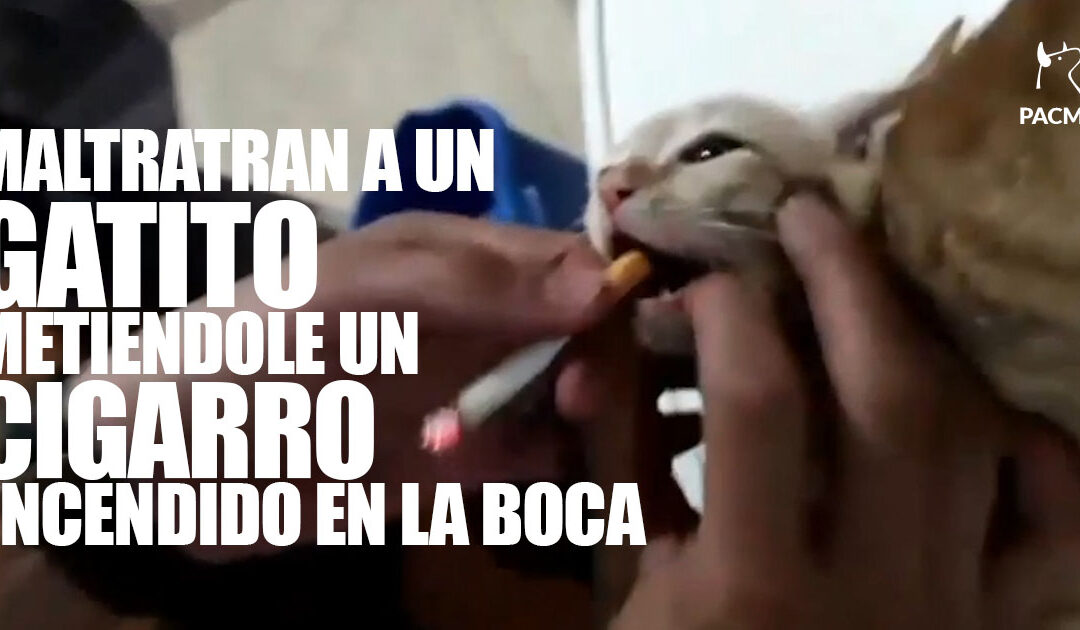 [Actualización: ¡RESCATADO!] Unos jóvenes de Almería maltratan a un gatito introduciéndole un cigarrillo encendido en la boca