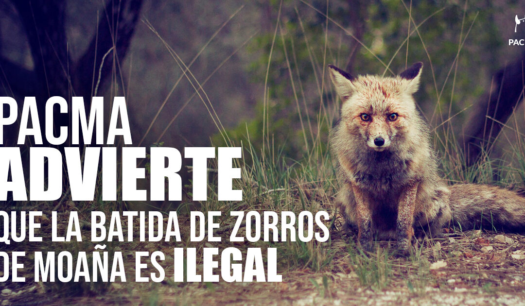 Advertimos a la Xunta de Galicia: la batida de zorros en Moaña es ilegal