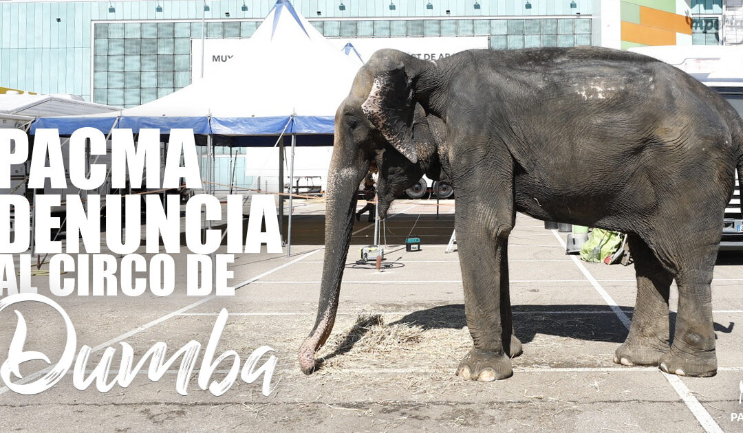 PACMA denuncia al circo de la elefanta Dumba y exige su clausura