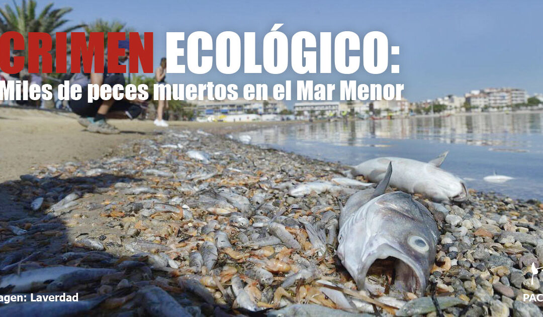 La agónica muerte de los animales del Mar Menor y una grave crisis ecológica