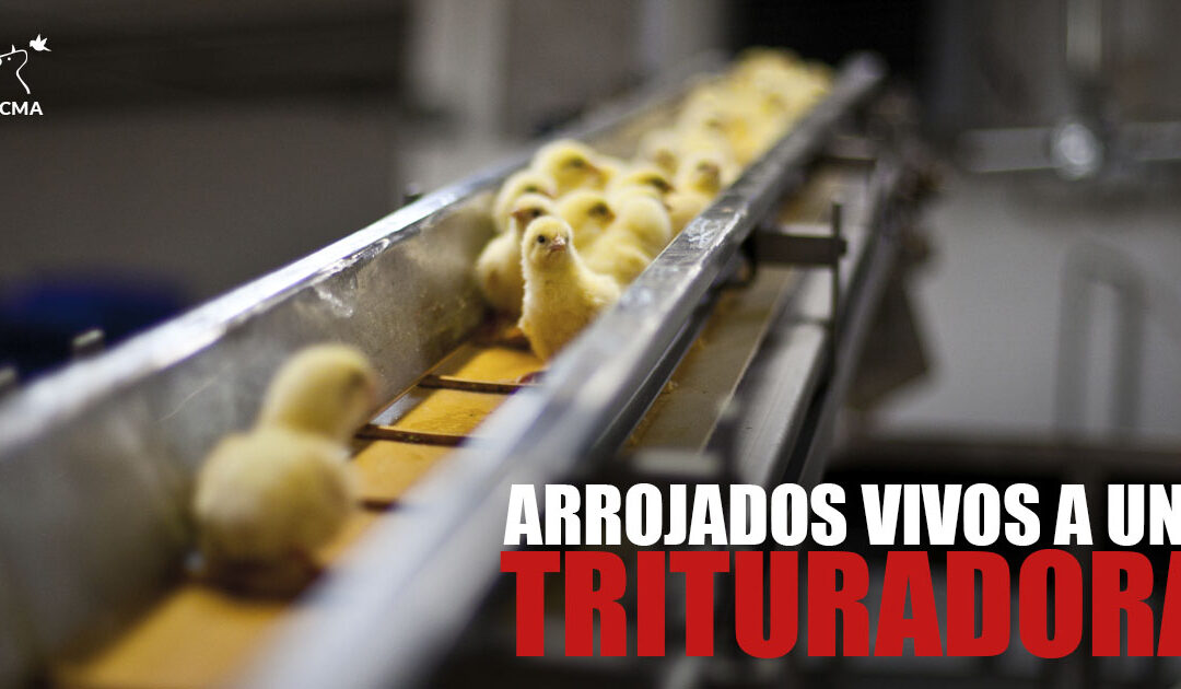 Treinta y cinco millones de pollitos triturados vivos en España cada año
