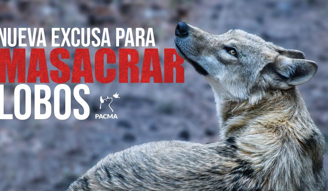 La Junta de Castilla y León contraviene la directiva europea y autoriza la caza de 339 lobos
