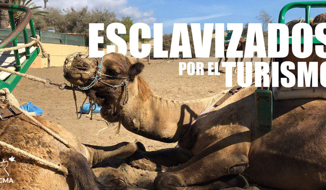 PACMA denuncia el maltrato a los camellos en los paseos turísticos de Canarias
