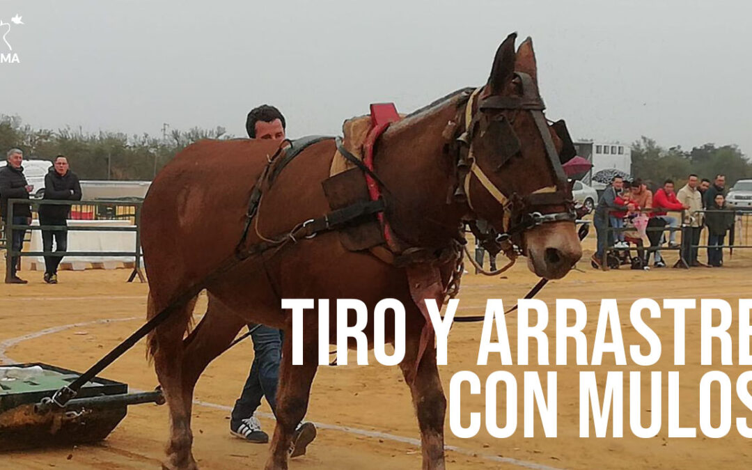 PACMA documenta el maltrato al que son sometidos los mulos en el concurso de Tiro y Arrastre en Umbrete, Sevilla
