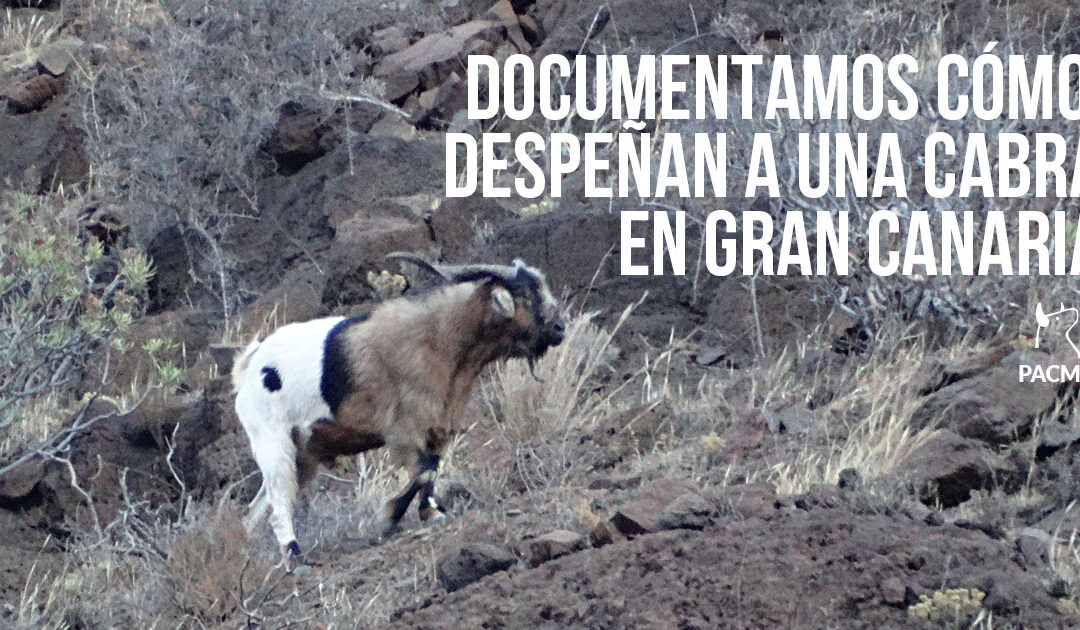 Despeñan a una cabra en Gran Canaria durante las «apañadas»