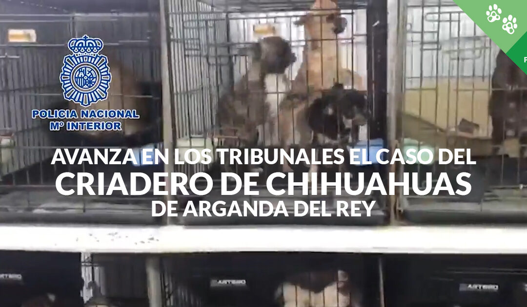 ACTUALIZACIÓN: Avanza en los tribunales el caso de los 270 perros liberados de un infierno gracias a la denuncia de PACMA