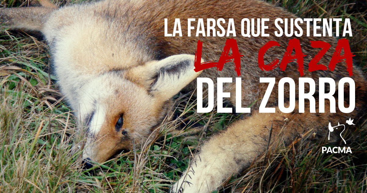 La caza del zorro con la nueva Ley de Caza de Castilla y León