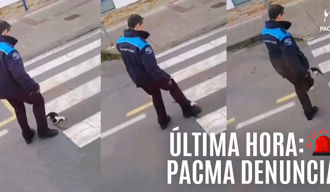 PACMA denuncia al policía de Pontedeume que pateó a un gatito