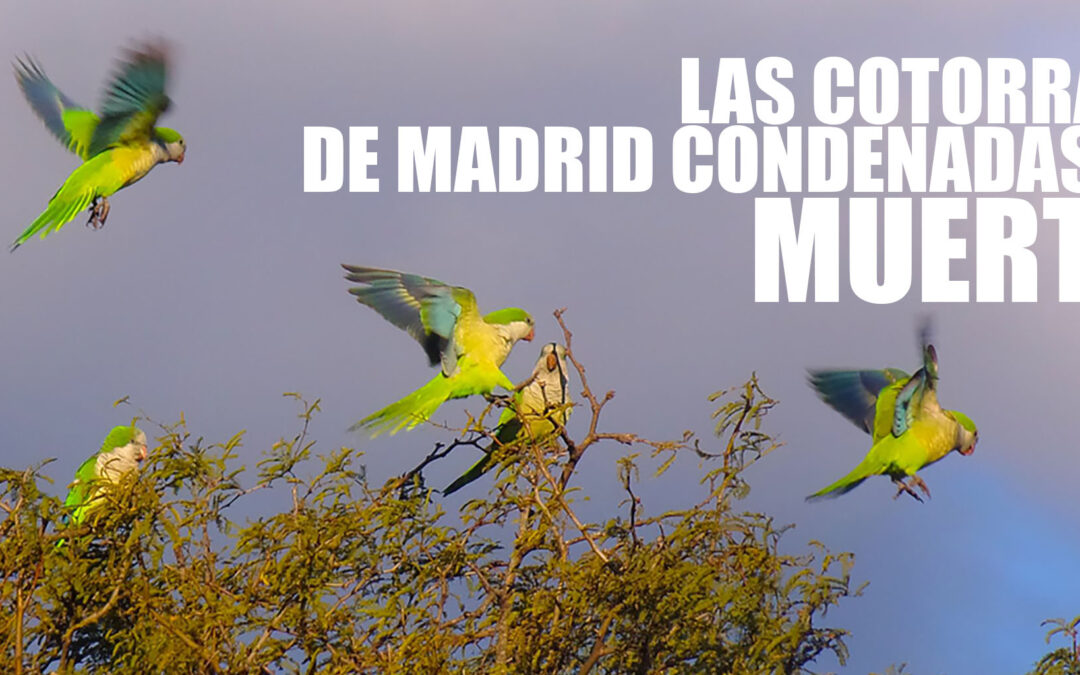 ¡Seguimos luchando contra el exterminio de las cotorras de Madrid!