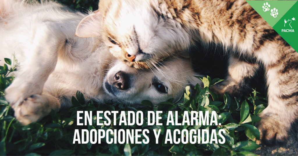 Acogidas Y Adopciones En Estado De Alarma Partido Animalista Pacma
