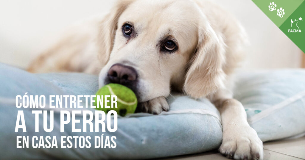 basura cojo Responder Cómo entretener a tu perro sin salir de casa? – Partido Animalista – PACMA