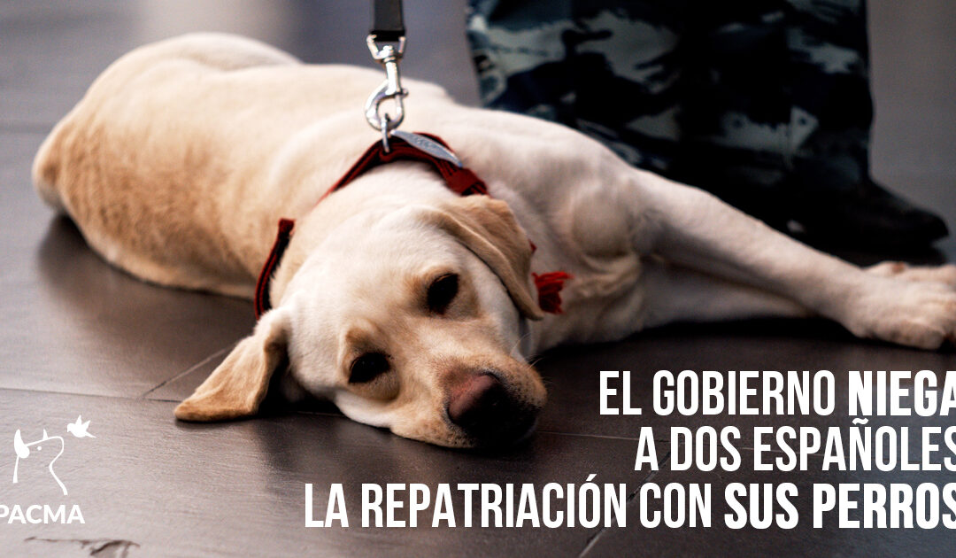 ¡CONSEGUIDO! El matrimonio español en Panamá consigue volver a España con sus perros