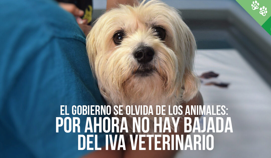 El Gobierno se olvida de los animales: por ahora no hay bajada del IVA veterinario