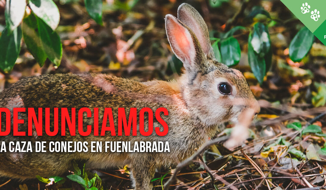 Denunciamos la caza de conejos en un parque urbano de Fuenlabrada en pleno estado de alarma