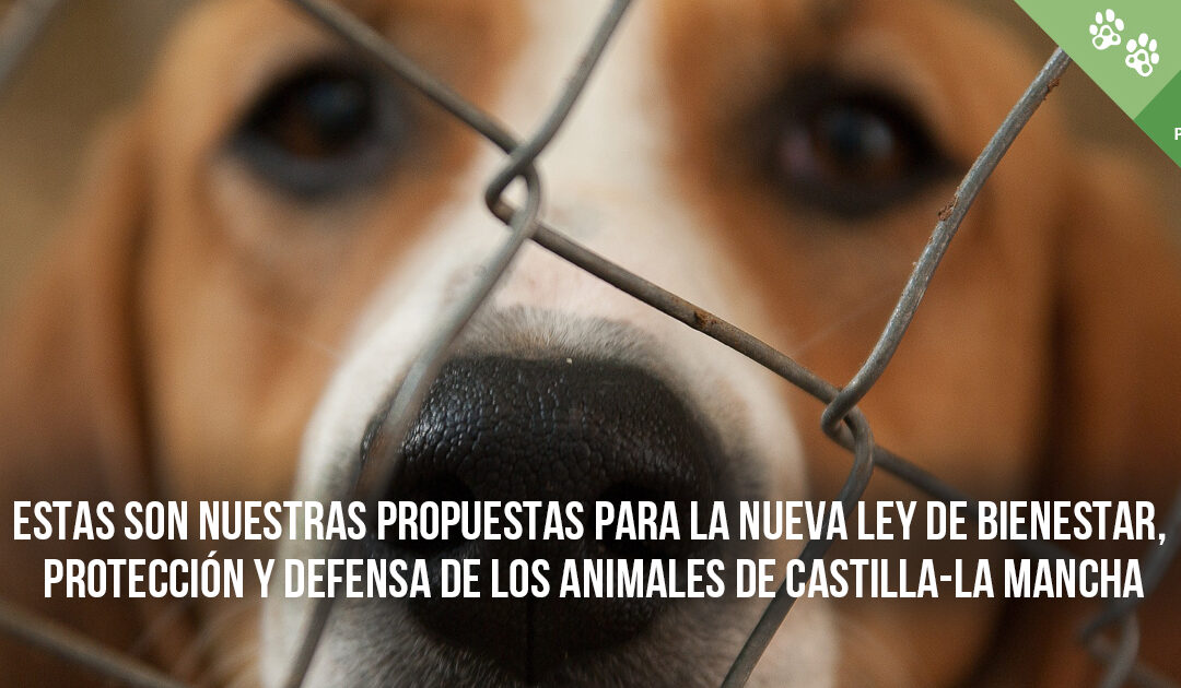 Estas son nuestras propuestas para la Ley de Bienestar, Protección y Defensa de los Animales de Castilla-La Mancha