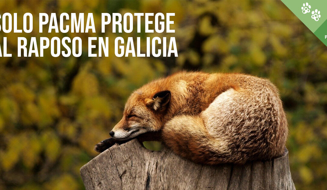 Solo PACMA defiende al zorro en Galicia
