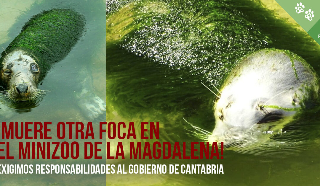¡Muere otra foca en el minizoo de Santander! Exigimos al Gobierno de Cantabria responsabilidades