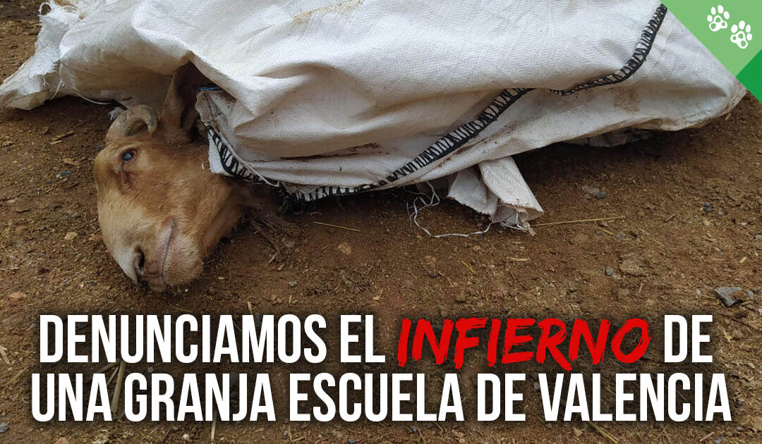 Denunciamos la horrible situación de los animales de una granja escuela en Valencia