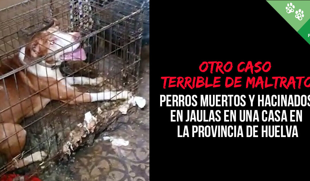 Otro caso terrible de maltrato: perros muertos y hacinados en jaulas en una casa en Huelva