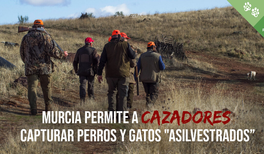 Lo que sabemos sobre el decreto de la Región de Murcia que permite cazar perros y gatos asilvestrados