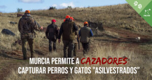Murcia permite a los cazadores capturar perros y gatos "asilvestrados"