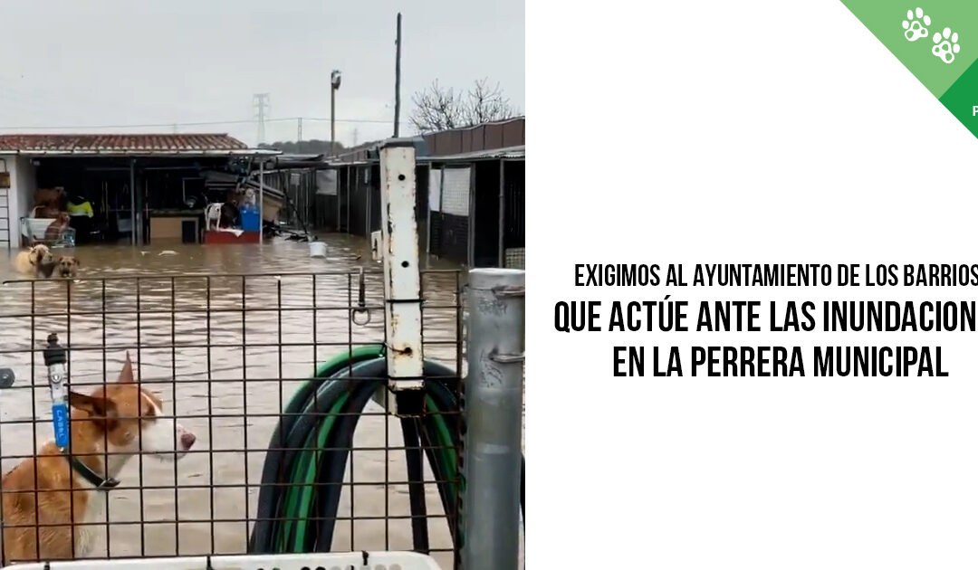 Inundaciones en la perrera de Los Barrios: exigimos al Ayuntamiento que actúe y garantice el bienestar de los animales