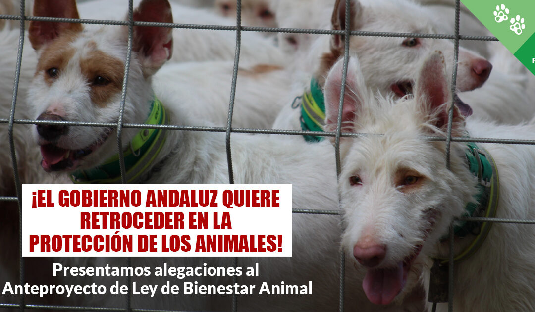 ¡El Gobierno andaluz blinda el maltrato animal! Presentamos alegaciones a su Anteproyecto de ley de bienestar animal