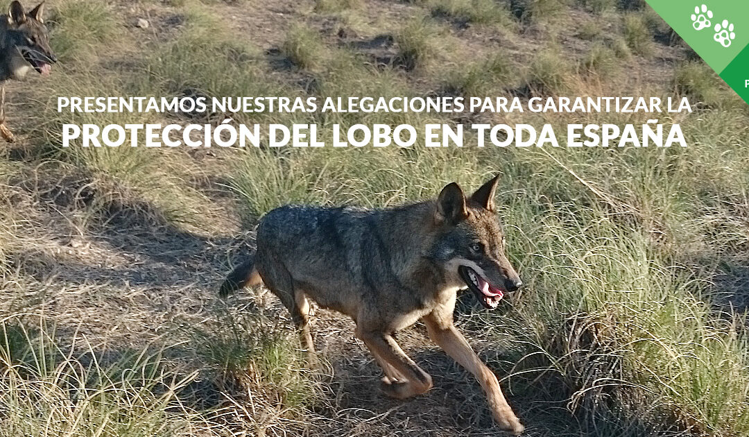 Presentamos alegaciones para reclamar una protección real para el lobo en España
