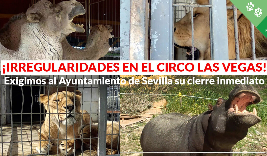 ¡Irregularidades en el Circo Las Vegas! Exigimos su cierre al Ayuntamiento de Sevilla