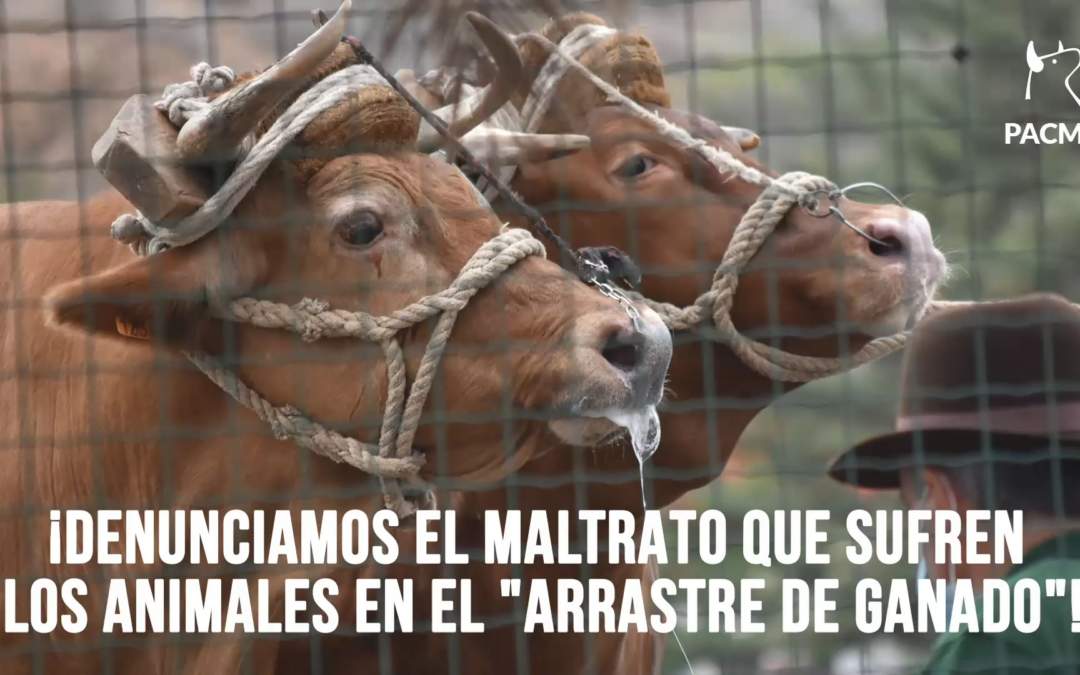 ACTUALIZACIÓN: Investigan el concurso de arrastre de Gran Canaria que denunciamos por maltrato animal