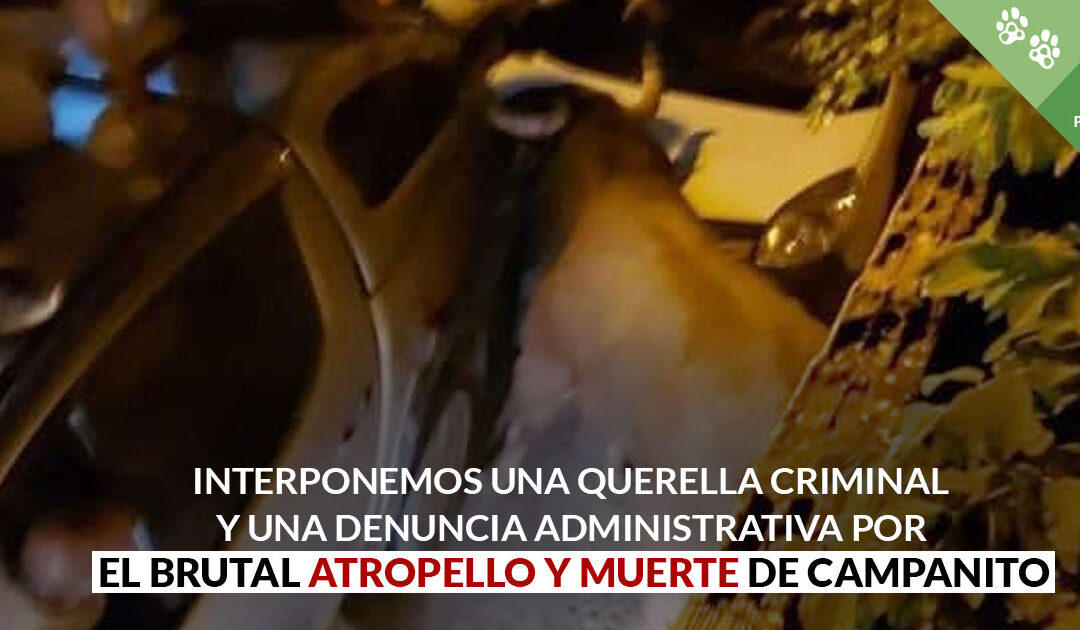 Interponemos una querella criminal y una denuncia administrativa por el atropello mortal de Campanito, el toro huido en Brihuega (Guadalajara)