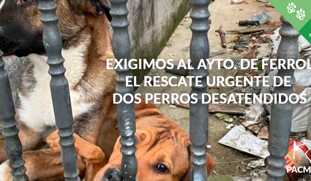 Reclamamos al Ayuntamiento de Ferrol que rescate de inmediato a dos perros desatendidos