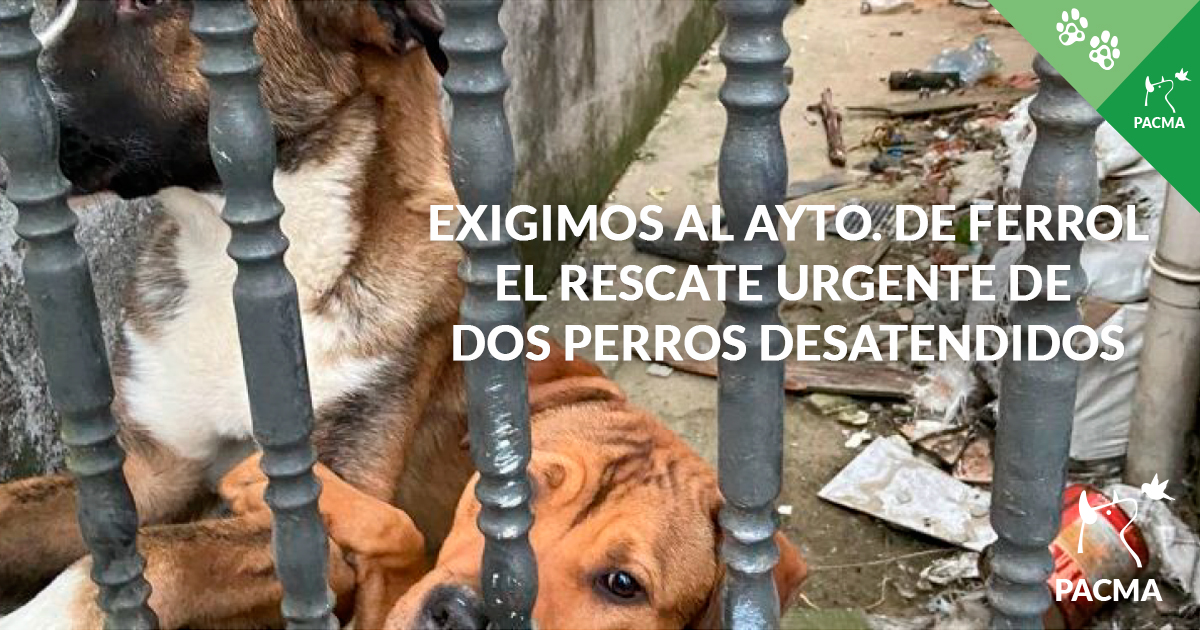 elevación Consentimiento pereza Reclamamos al Ayuntamiento de Ferrol que rescate de inmediato a dos perros  desatendidos – Partido Animalista – PACMA