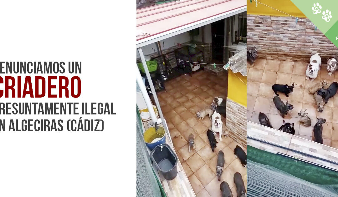 Denunciamos un criadero presuntamente ilegal en Algeciras (Cádiz)