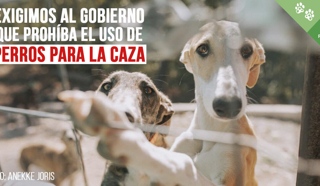 Exigimos al Gobierno que prohíba el uso de perros como herramientas para cazar