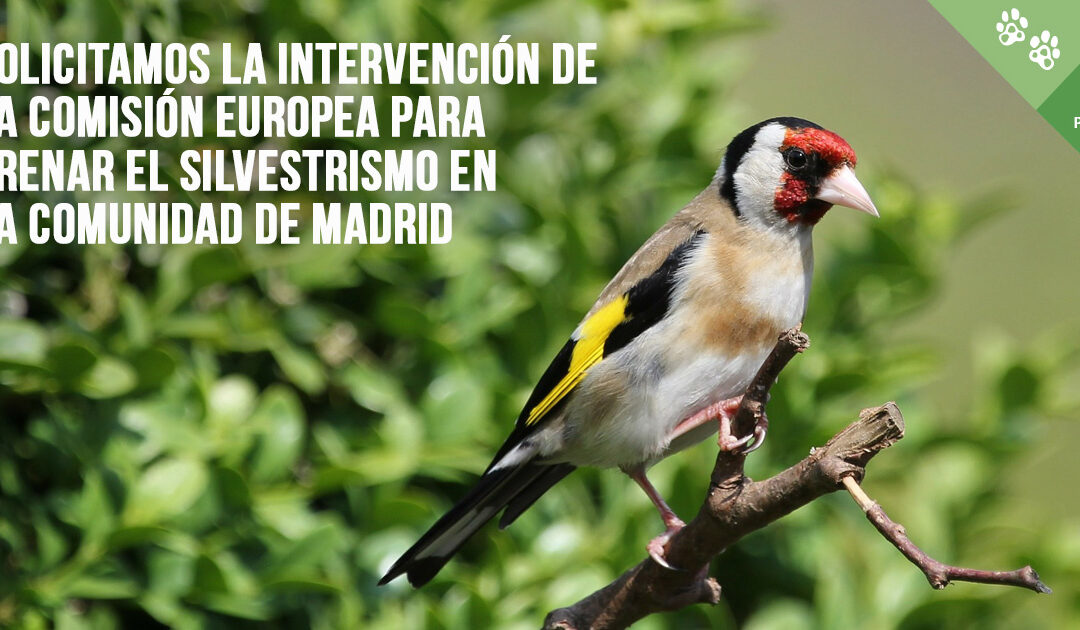 Solicitamos la intervención de la Comisión Europea para impedir que la Comunidad de Madrid autorice la caza de aves fringílidas